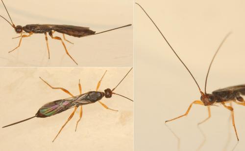 Polystenus rugosus